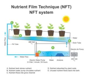 NFT Hydroponic System