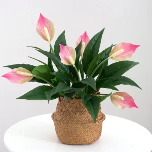 Artificial Anthurium Plant