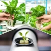 500/50x Stonewool Hydroponic Grow Media Cubes