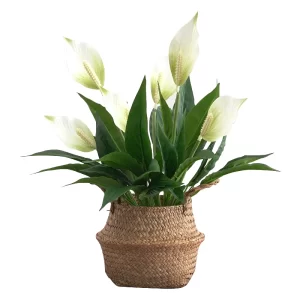 Artificial Anthurium Plant