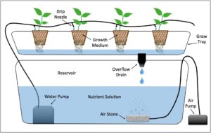 hydroponic drip systen