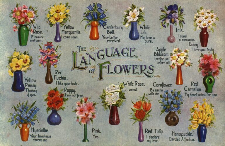 Read more about the article The Language of Flowers