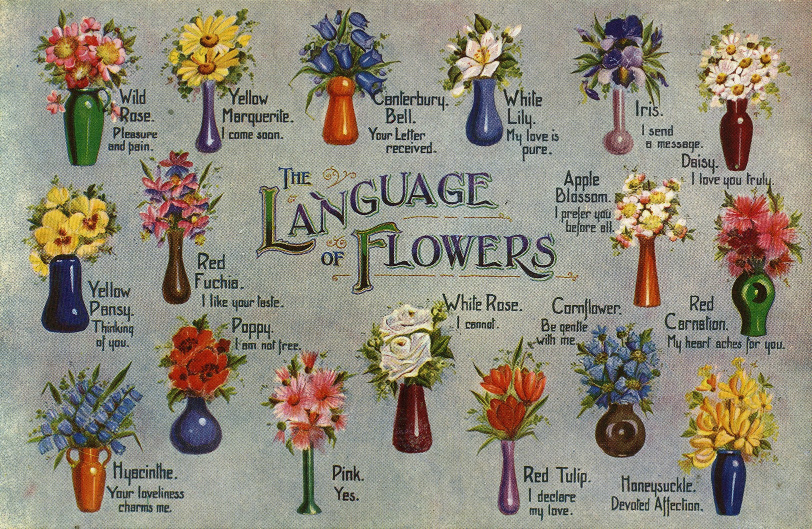 You are currently viewing The Language of Flowers