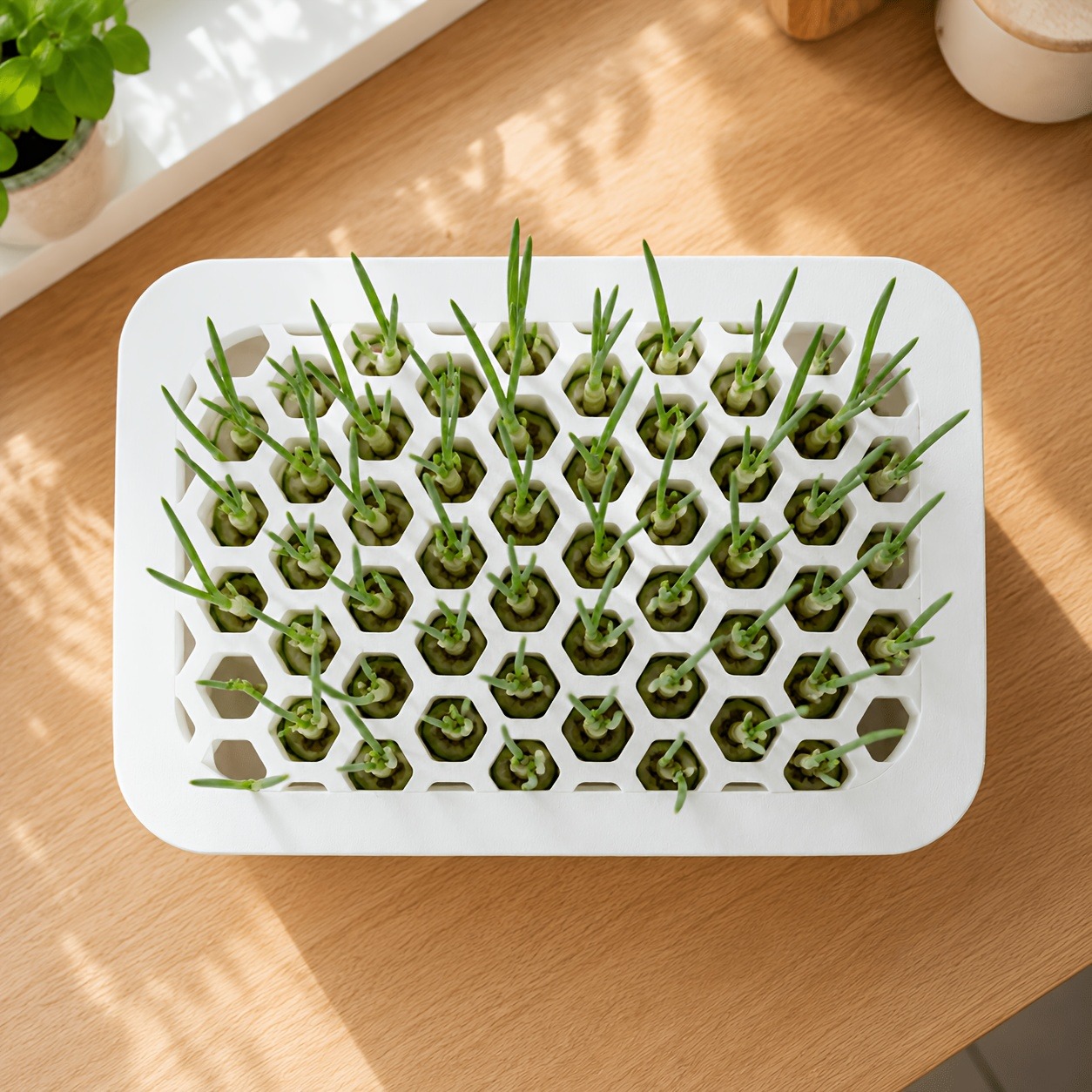 Hydroponic Scallion Planter Box with Multi-Hole Holder Lid