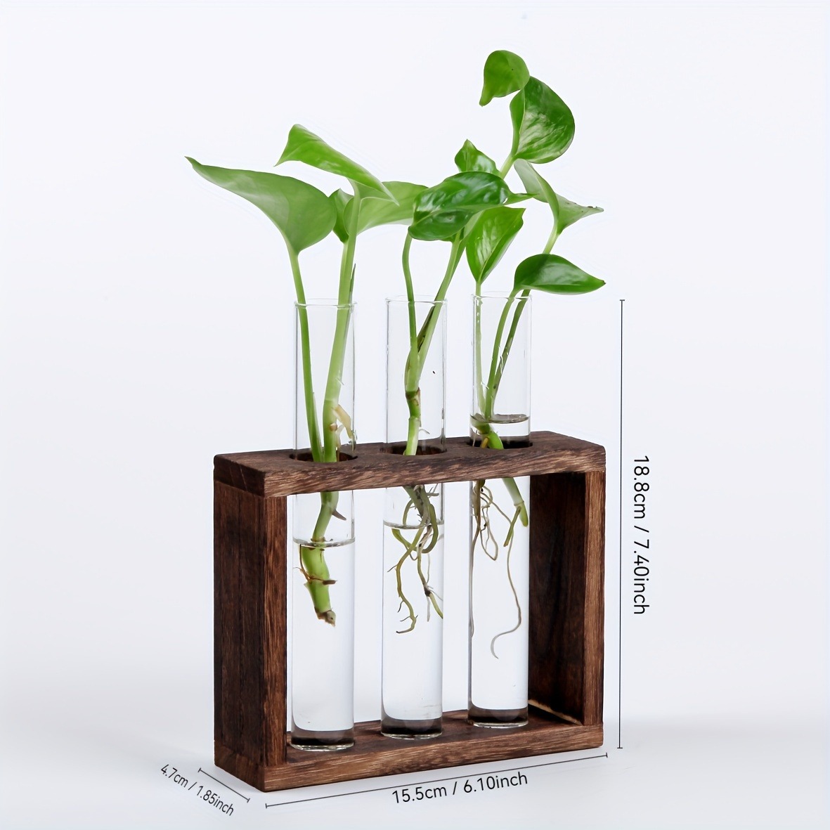 Glass Plant Container with Wooden Stand