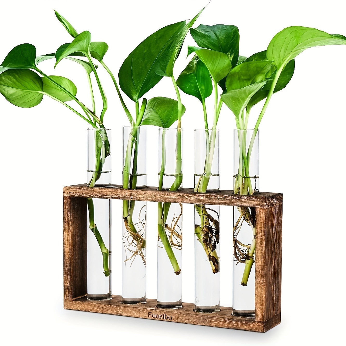 Glass Plant Container with Wooden Stand